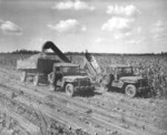 Cesor Farm Demo WO 1946