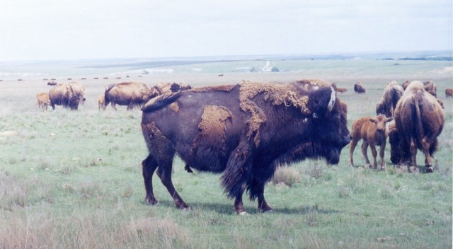 Kansas Buffalo