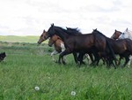 The original military vehicles, a herd of Crow horses. The Crow & their horses! If they need to cross the street they ride they horse. And NO ONE rides horses like the Indians of Montana! Little Bighorn Days 25June2011 068